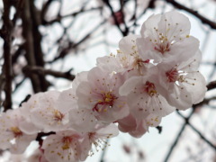 アンズ(18k) 13日撮影