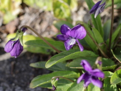 スミレ(30k) 14日撮影
