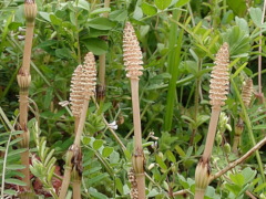 ツクシ(28k) 15日撮影