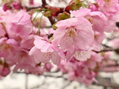 ヨコハマヒザクラ(18k) 