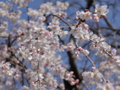 枝垂れ桜 枝垂れ桜(33k)