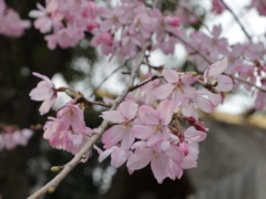 枝垂れ桜 枝垂れ桜(27k)