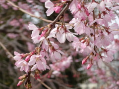 枝垂れ桜(22k) 22日撮影