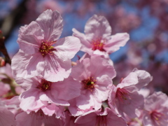 ヨウコウ桜(28k) 21日撮影